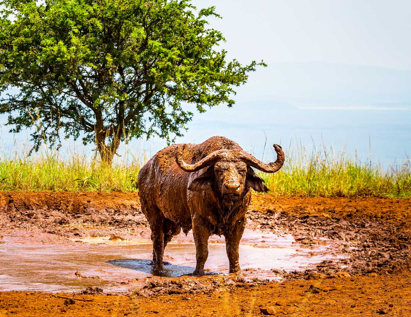 buffaloes-in-akagera-national-park-rwanda