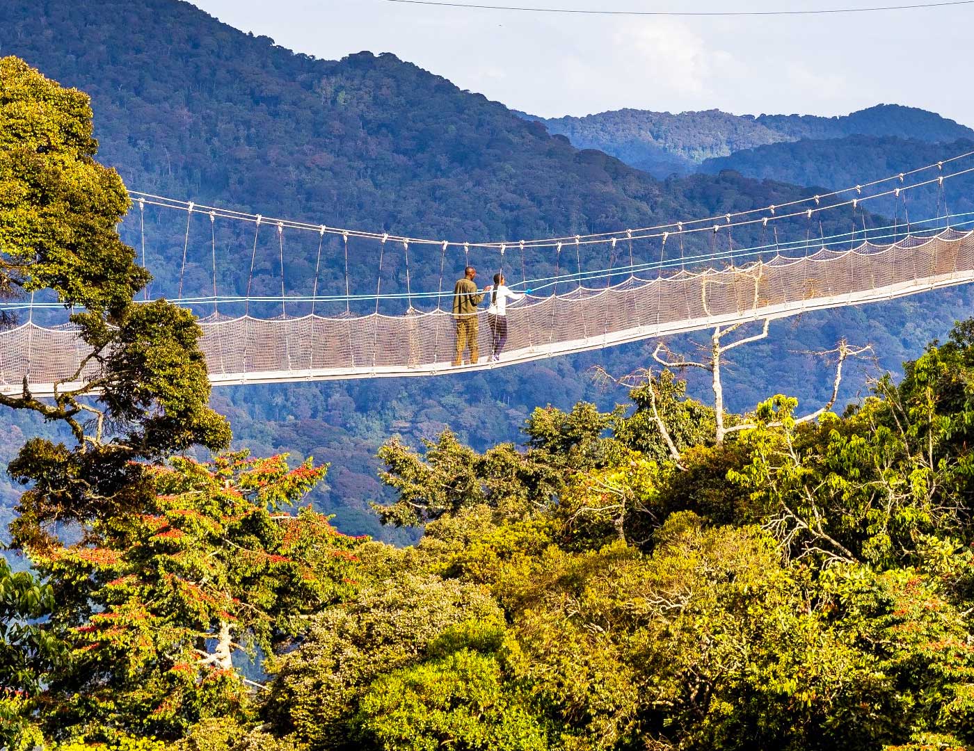 canopy-walk-in-nyungwe-forest-national-park-rwanda canopy-walk-in-nyungwe-forest-national-park-rwanda