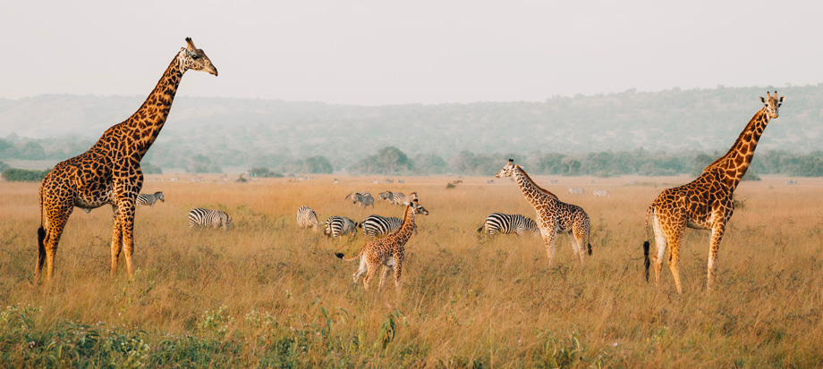Wildlife-Game-Drives-in-Akagera-National-Park