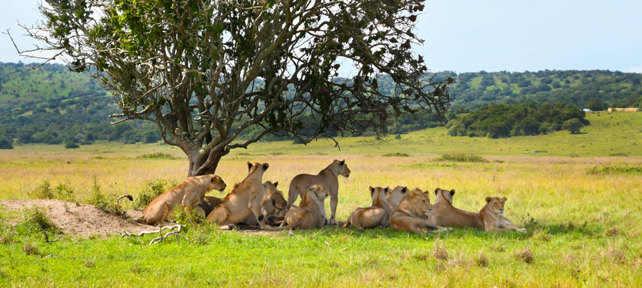 Wildlife-Safari-Experience-in-Akagera-National-Park